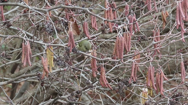 Ruby-crowned Kinglet - ML525622311