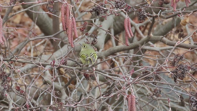 Ruby-crowned Kinglet - ML525622321