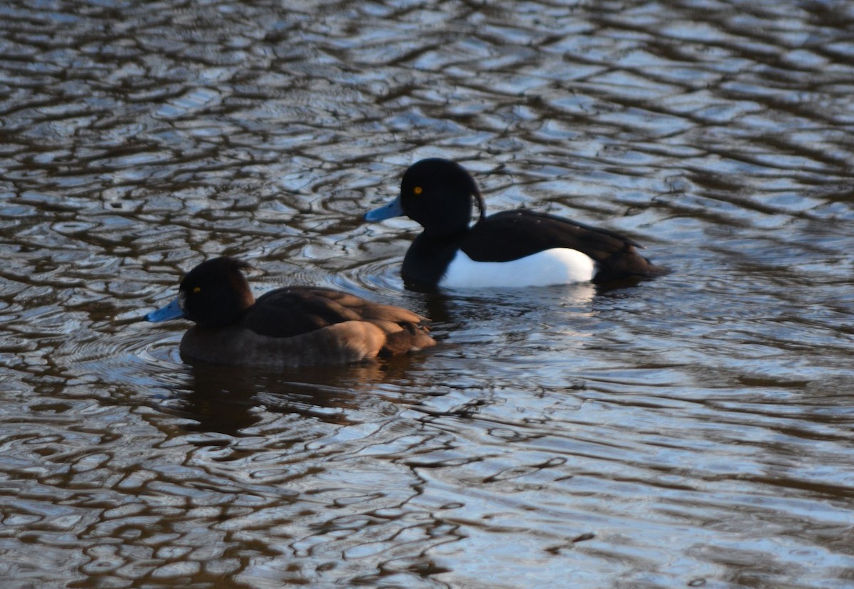 Tufted Duck - ML525622791