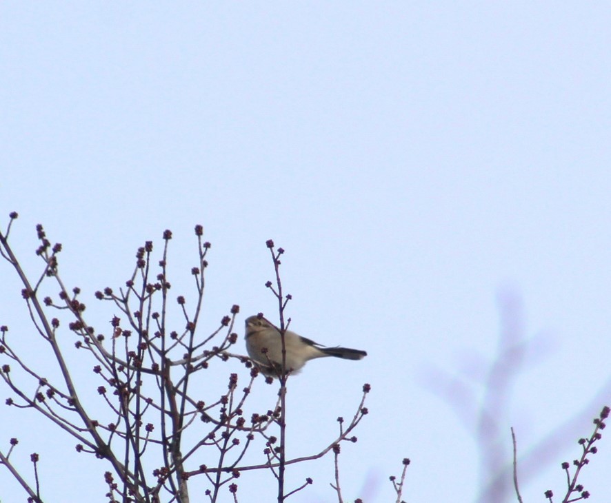 Northern Shrike - Chris Van Norman