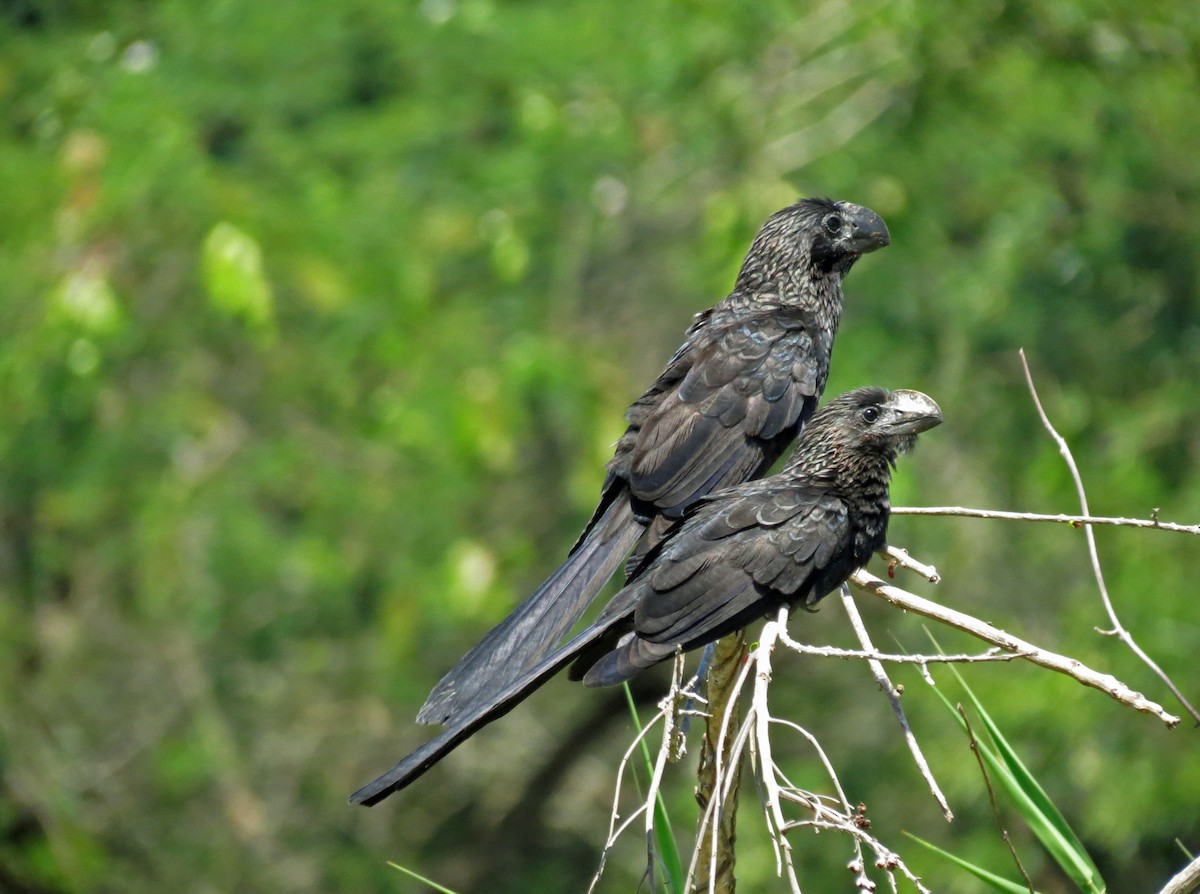 Smooth-billed Ani - Roger Robb