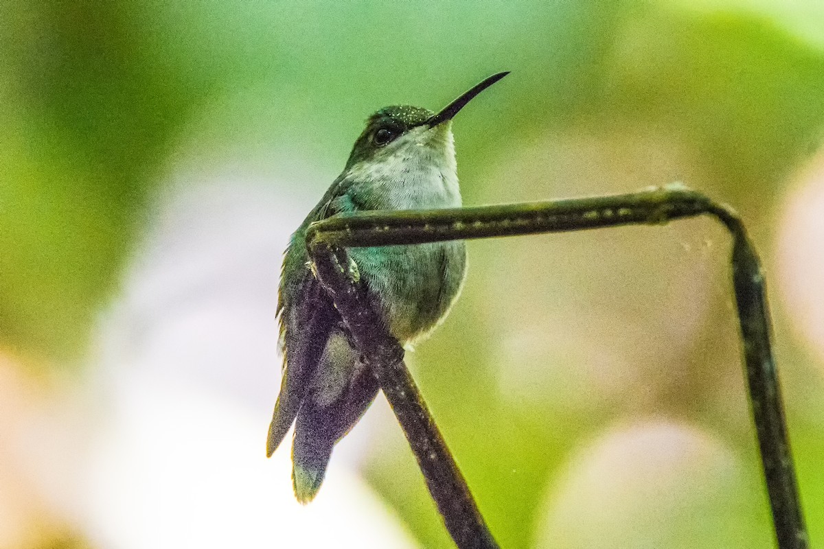 kolibřík vidloocasý - ML525623541