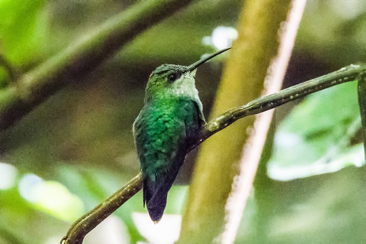 kolibřík vidloocasý - ML525623551