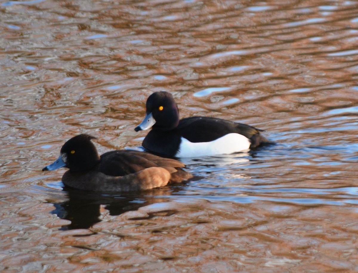 Tufted Duck - ML525624791