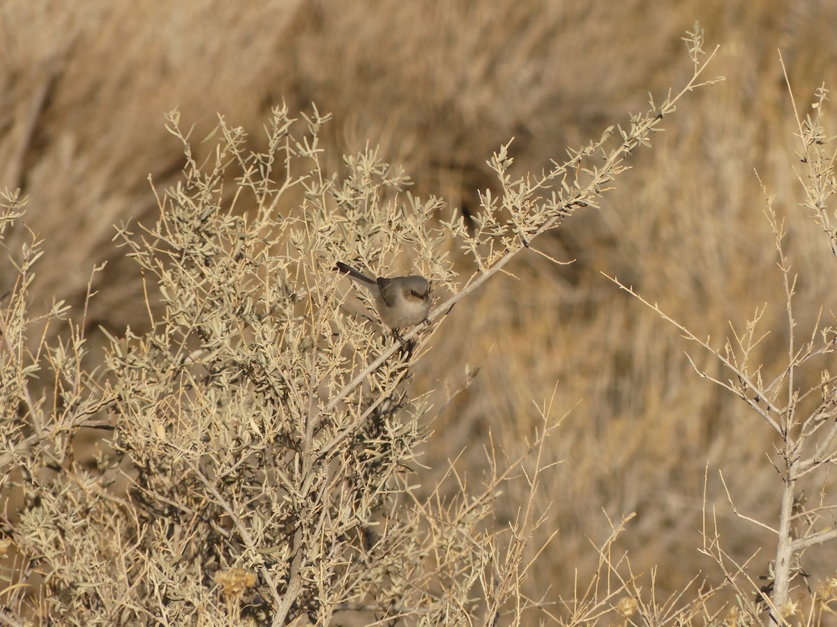 Bushtit - ML525625091