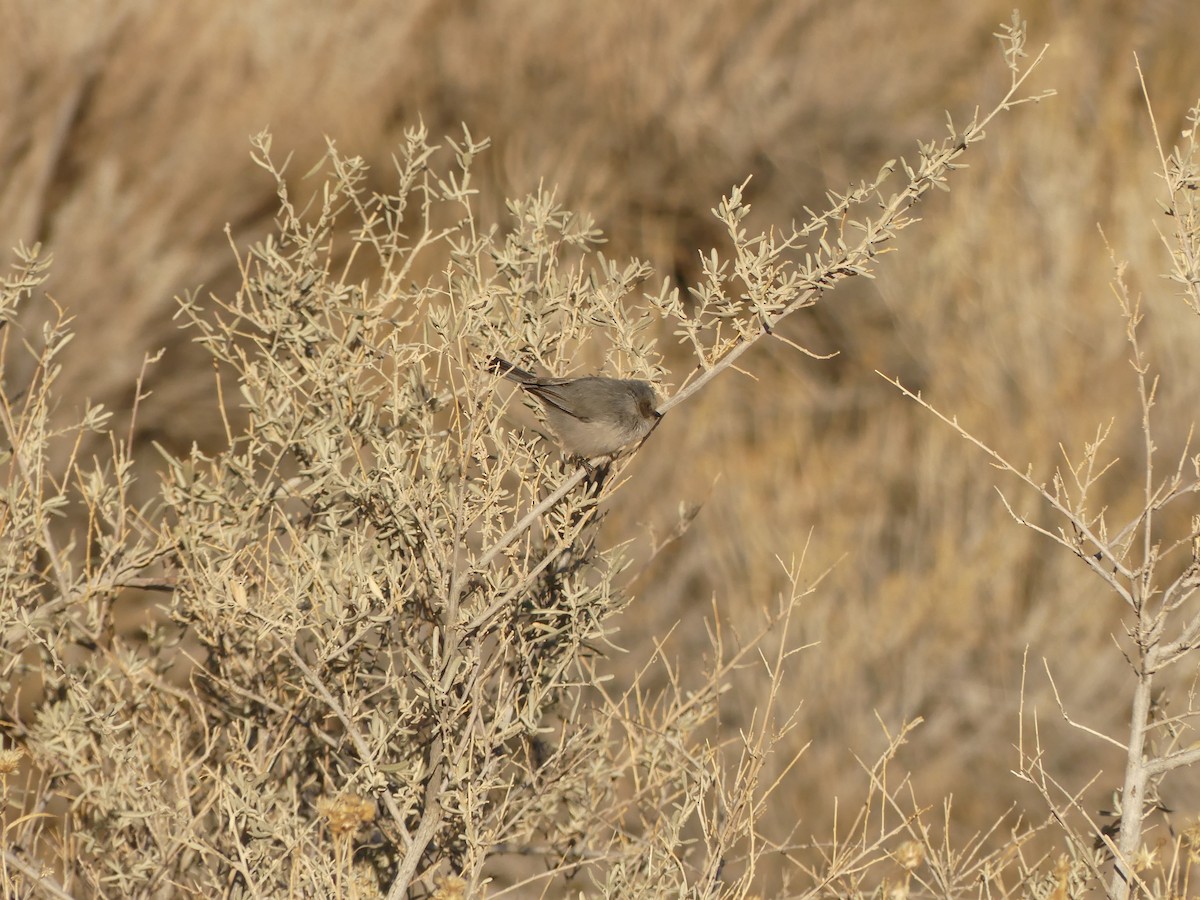 Bushtit - ML525625101