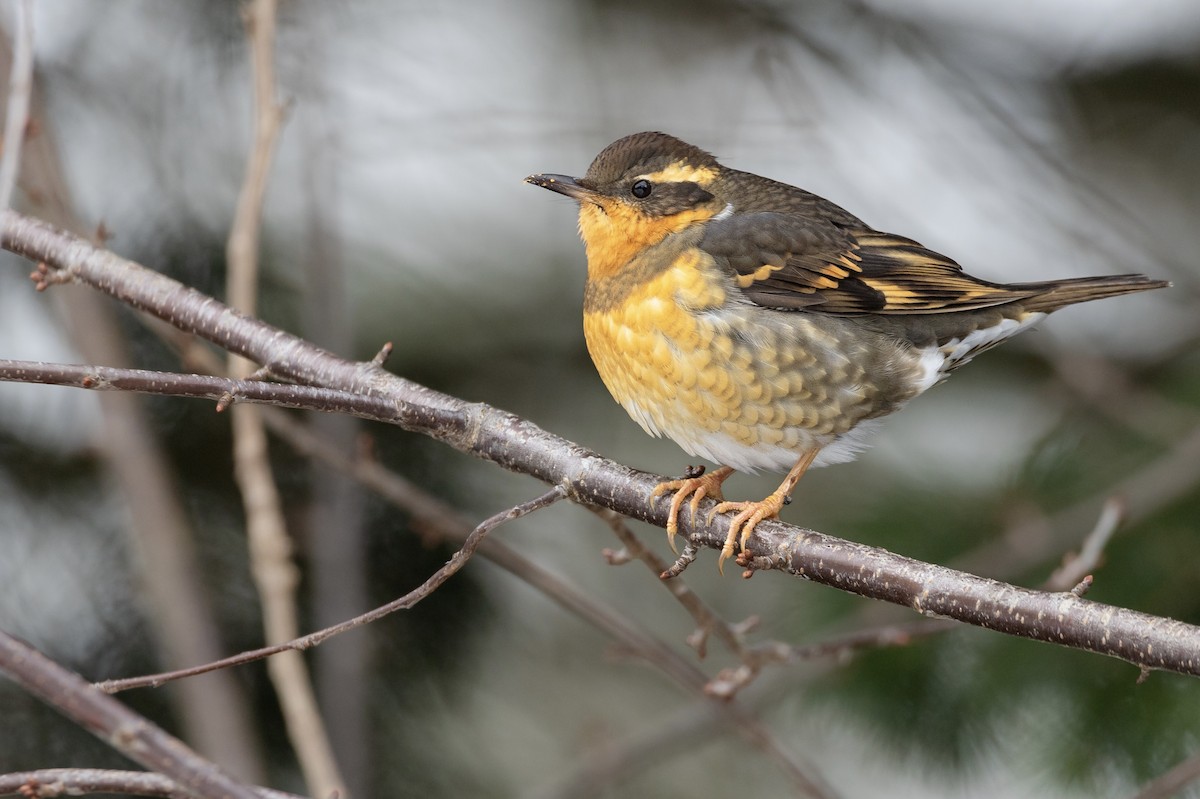 Varied Thrush - ML525627151