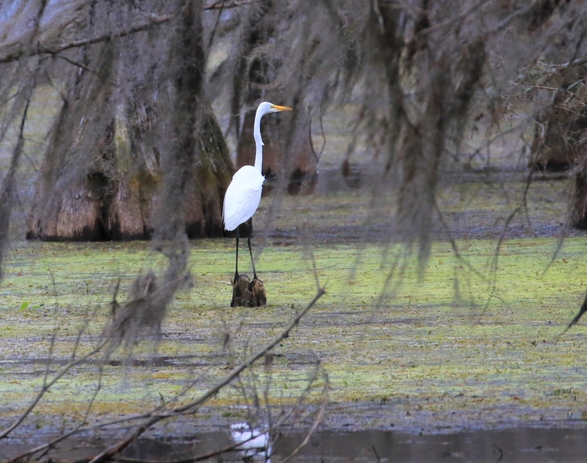 Great Egret - ML525628091