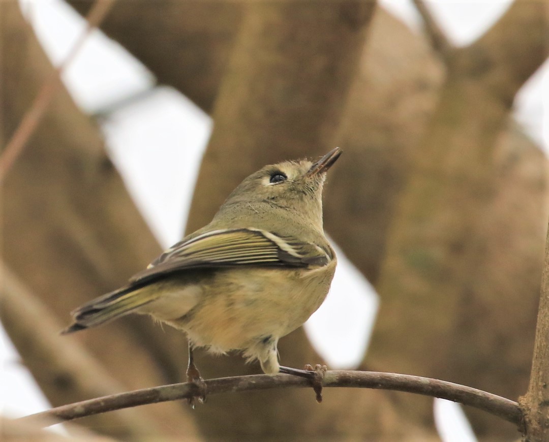 Ruby-crowned Kinglet - ML525628501