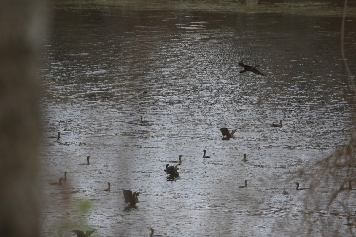 Double-crested Cormorant - ML525628611