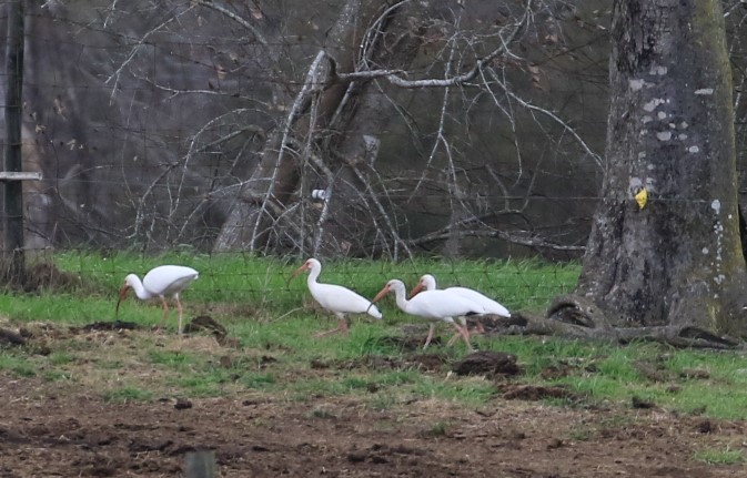 White Ibis - ML525628651