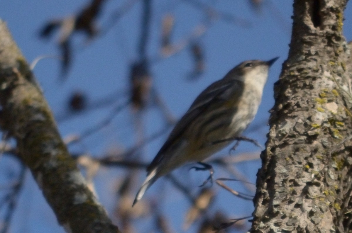 Ruby-crowned Kinglet - ML525629561