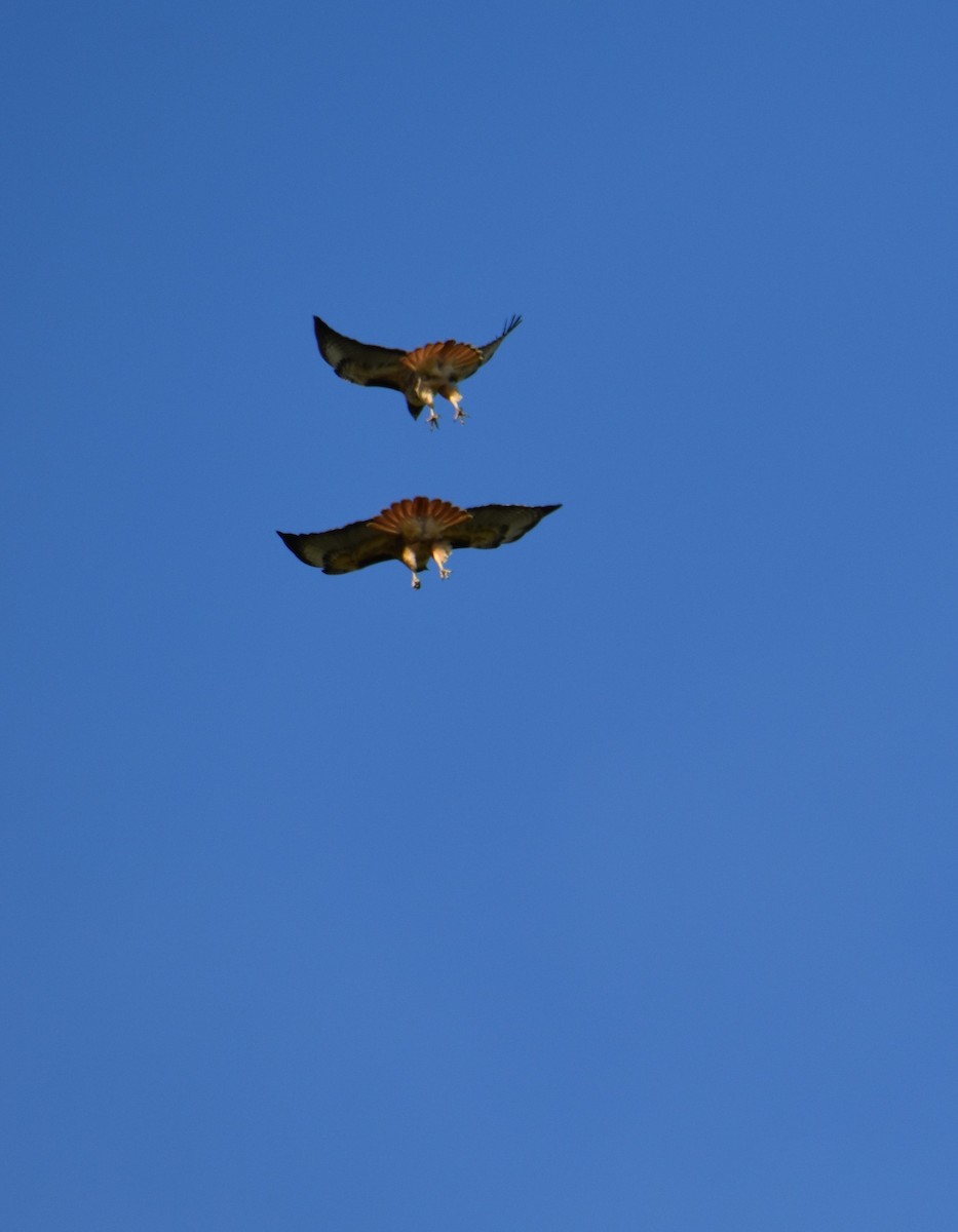 Red-tailed Hawk - ML525631101