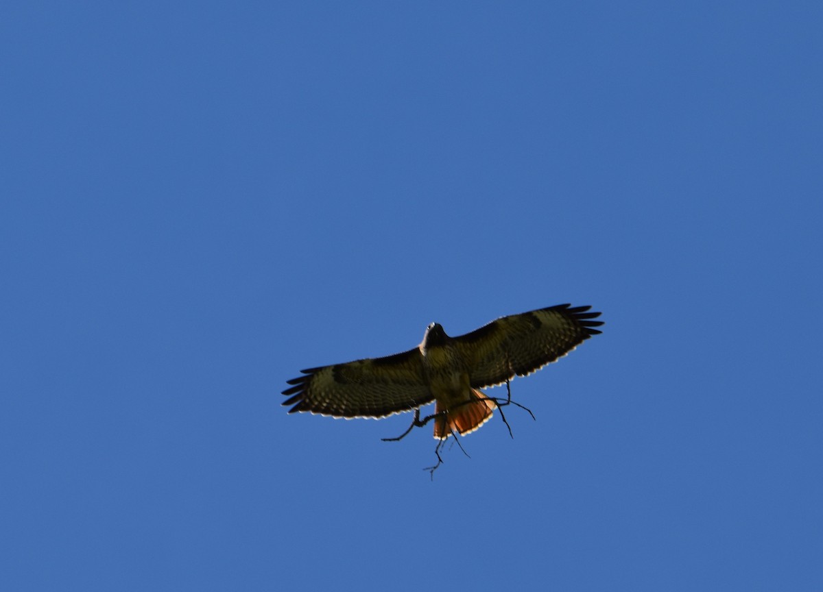 Red-tailed Hawk - ML525631111