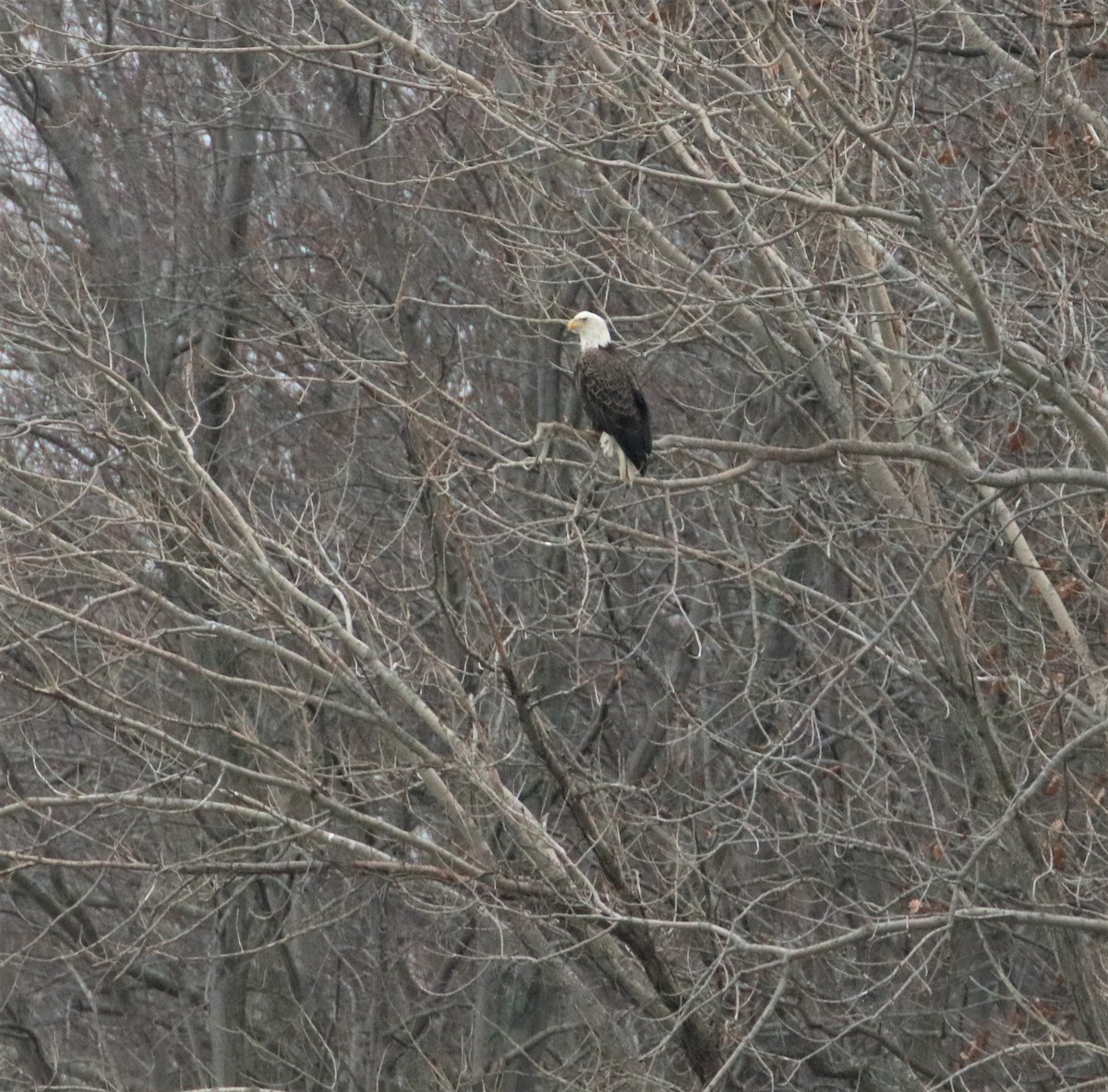 Bald Eagle - Joli Reising