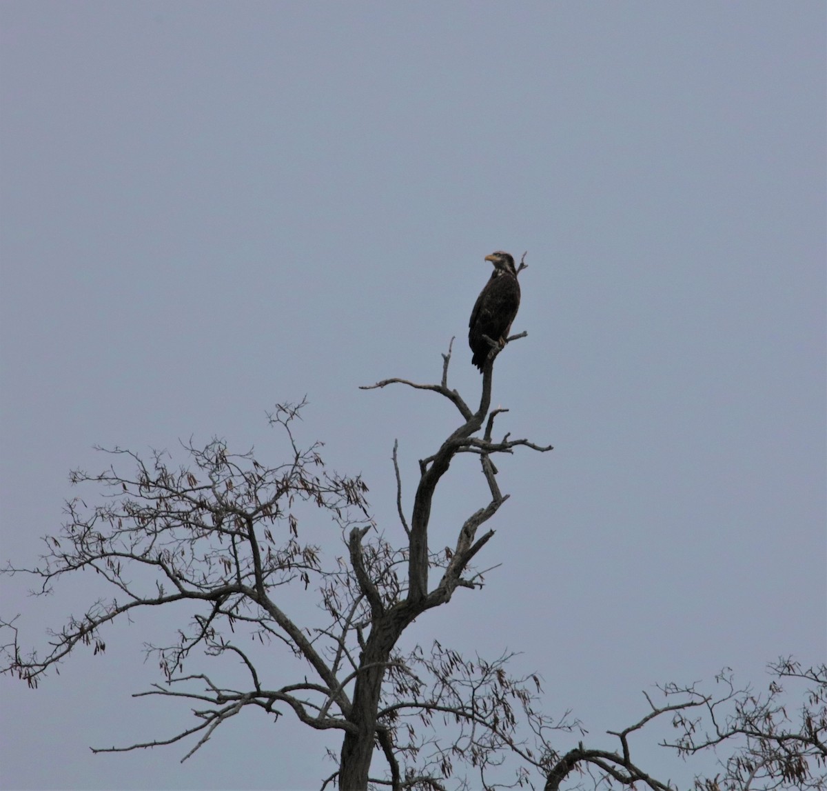 Bald Eagle - ML525631651