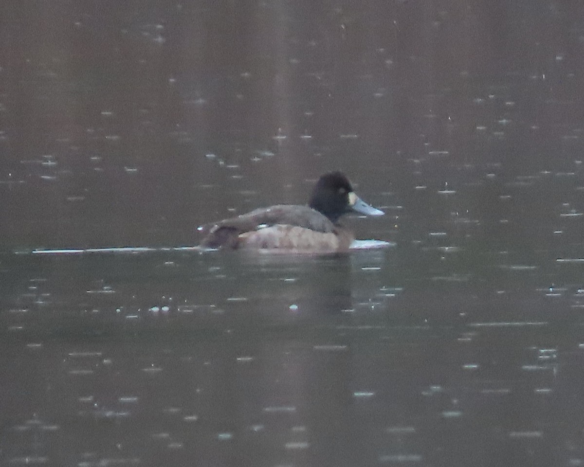 Lesser Scaup - ML525635501