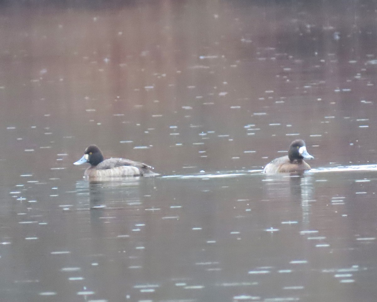 Lesser Scaup - ML525635511