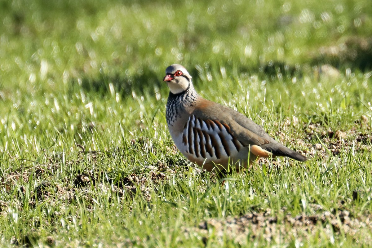 Red-legged Partridge - ML525638571