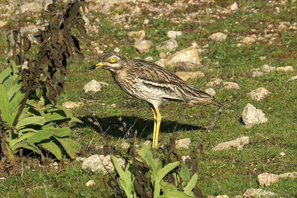 Eurasian Thick-knee - ML525638691