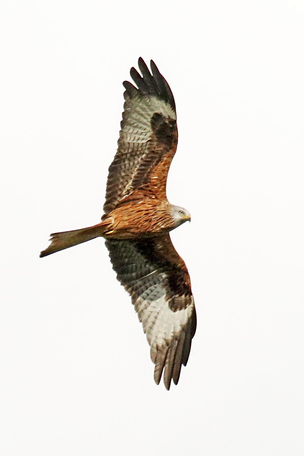 Red Kite - ML525639251