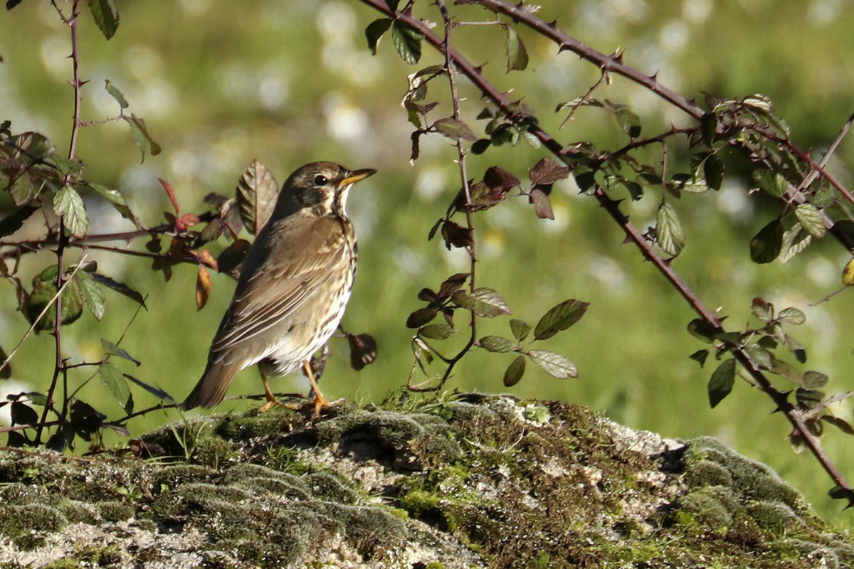 Song Thrush - ML525639541