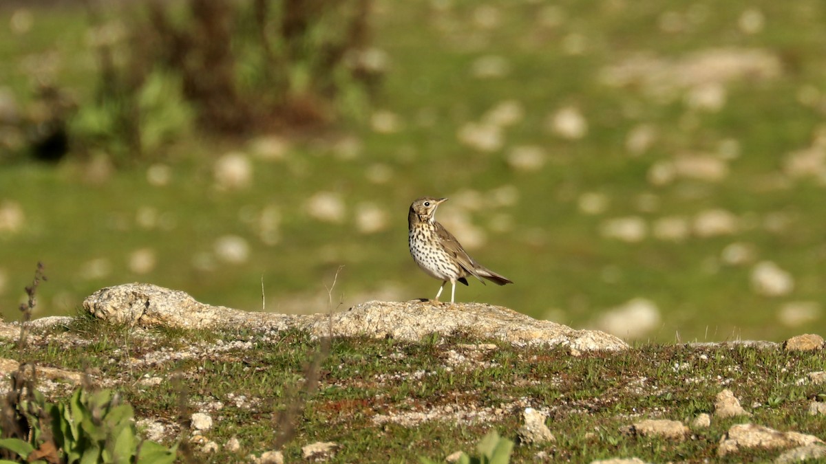 Song Thrush - ML525639551
