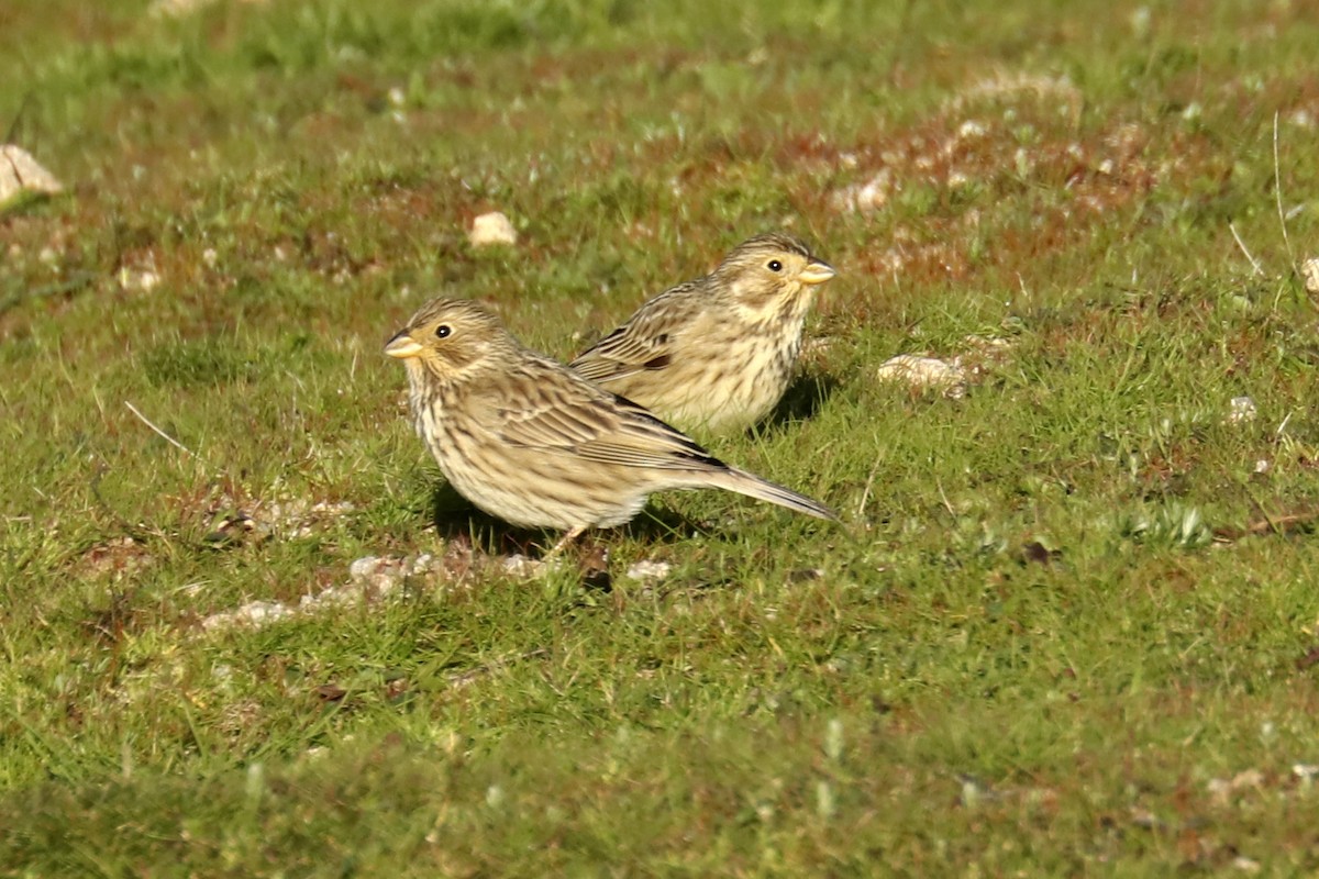 Corn Bunting - ML525639641