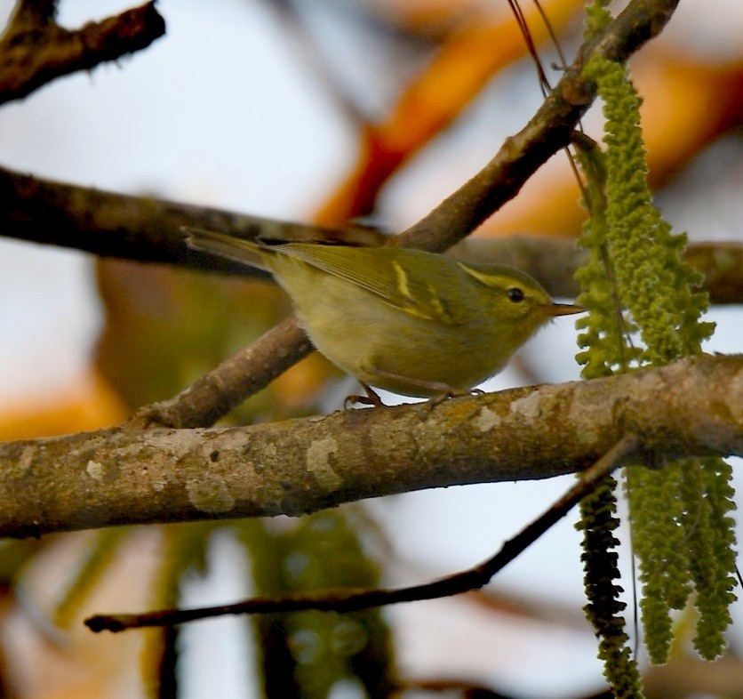 Chinese Leaf Warbler - ML525639771