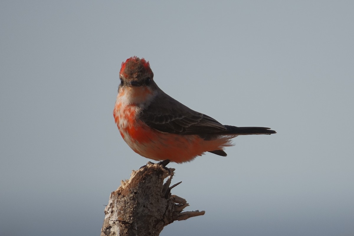 Vermilion Flycatcher - ML525639901