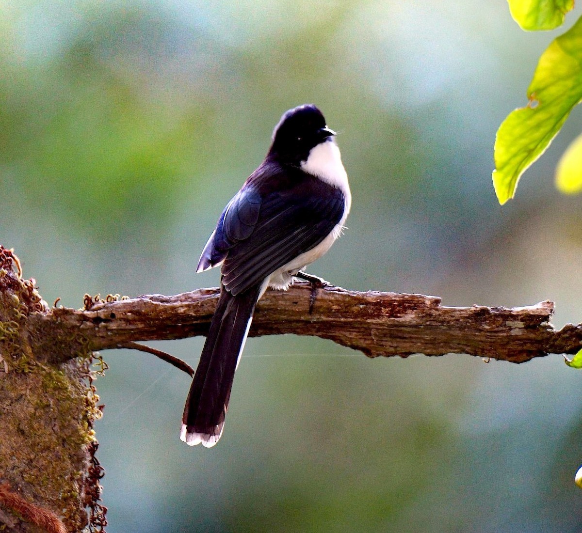 Black-backed Sibia - ML525640111