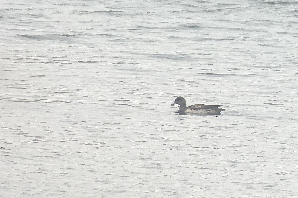 American Wigeon - Tim Lenz