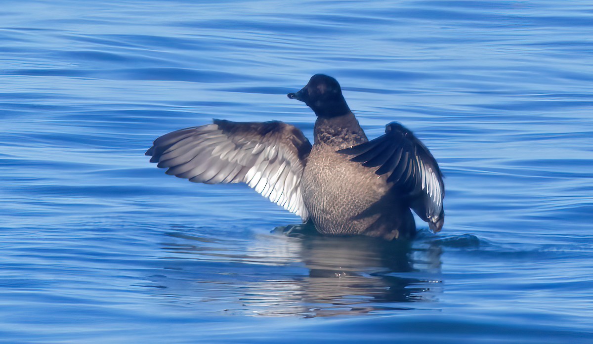 White-winged Scoter - Mark Chappell