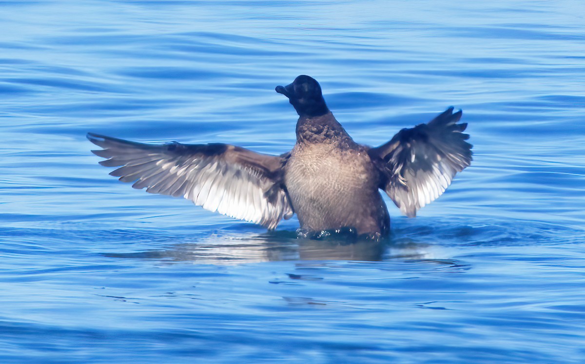 White-winged Scoter - Mark Chappell