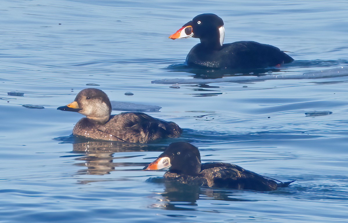 Black Scoter - Mark Chappell