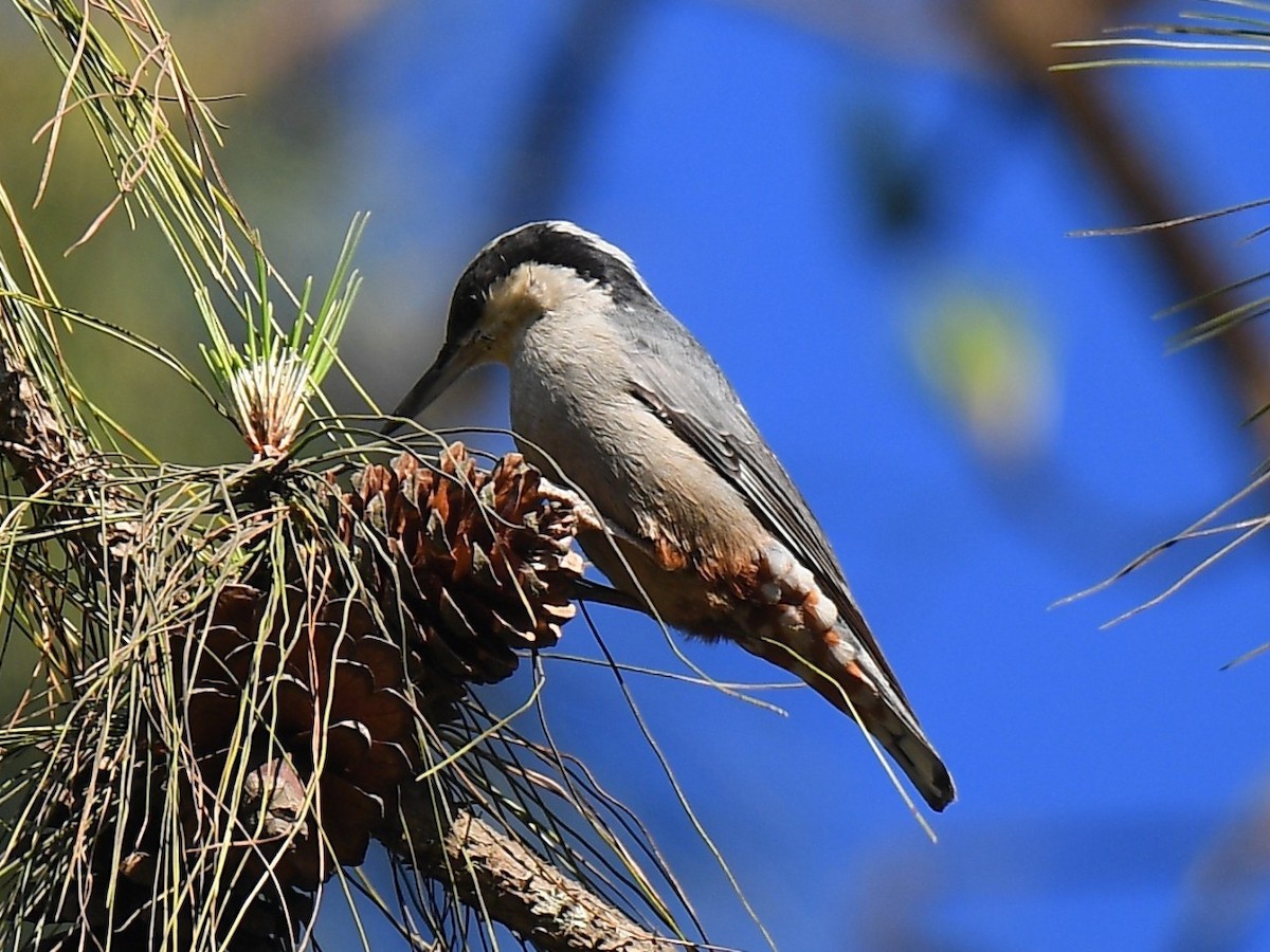 Giant Nuthatch - ML525640591