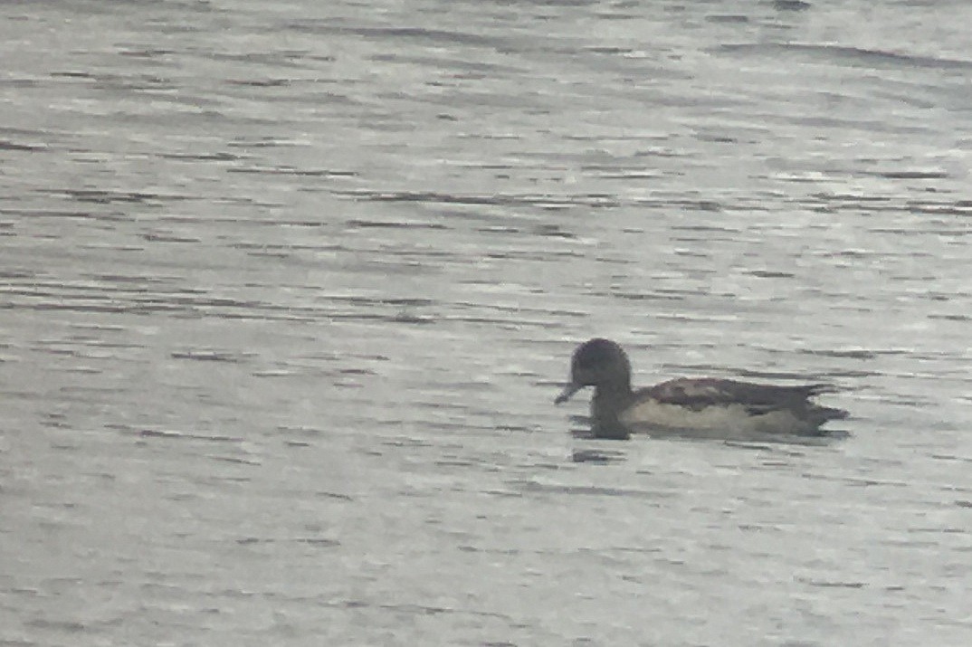 American Wigeon - Tim Lenz