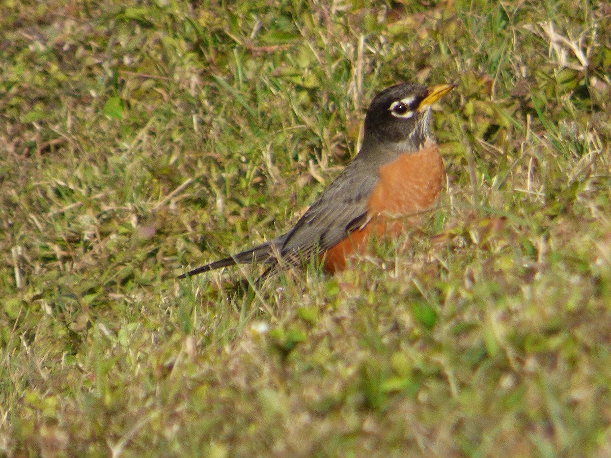 American Robin - ML525640851