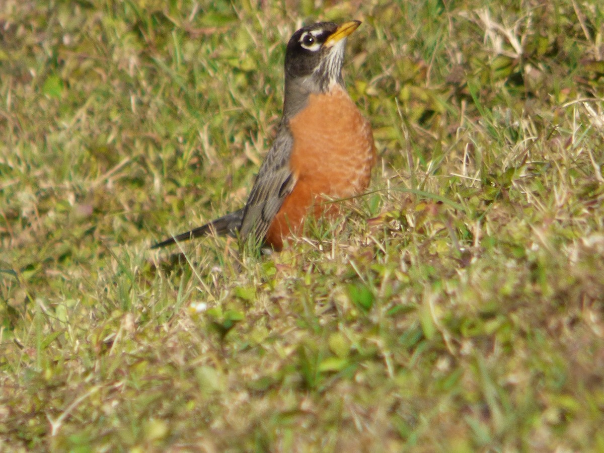 American Robin - ML525640881