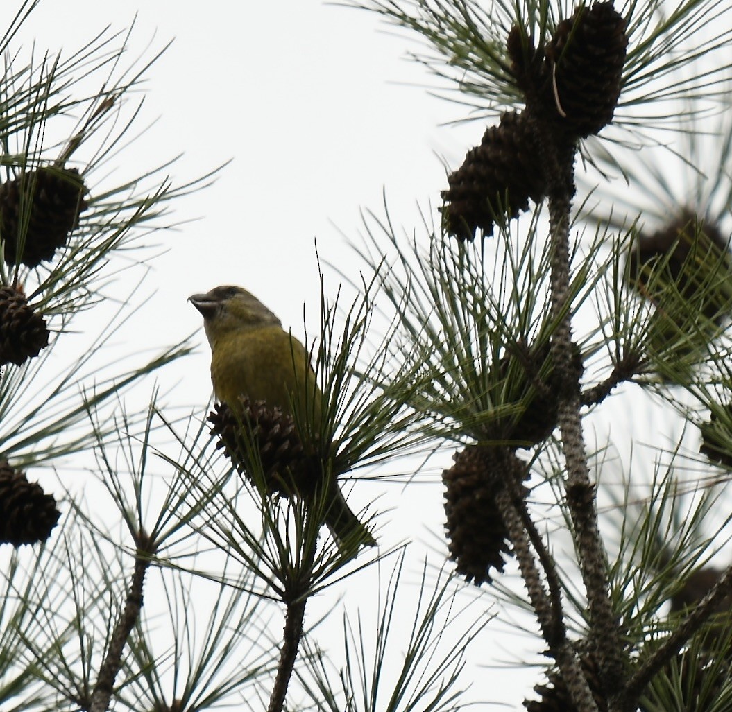 Red Crossbill - ML525640971