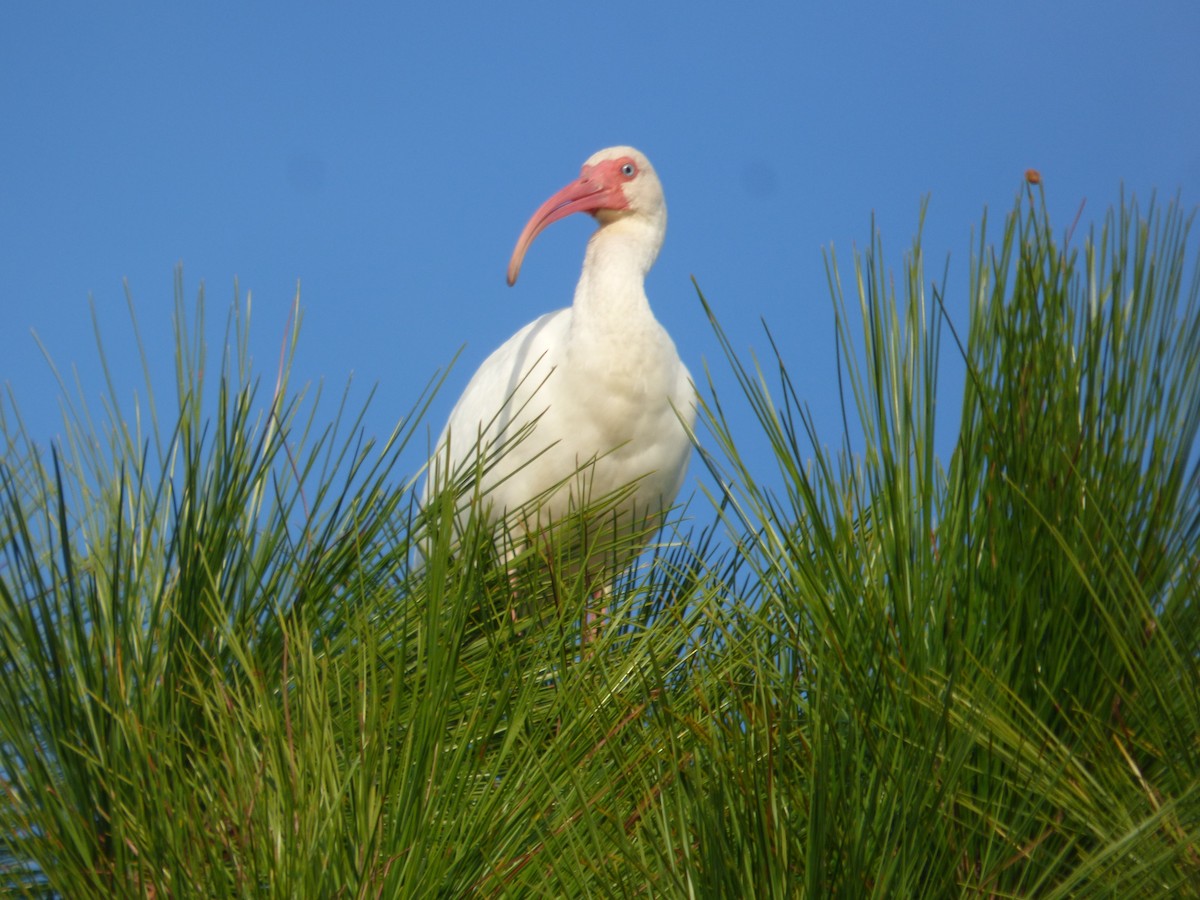 White Ibis - Betty Holcomb