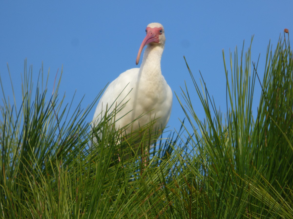 White Ibis - ML525642341