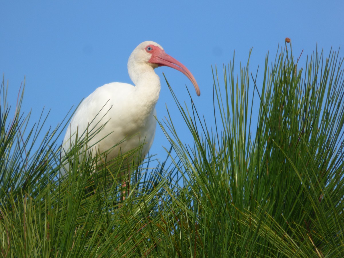 ibis bílý - ML525642411
