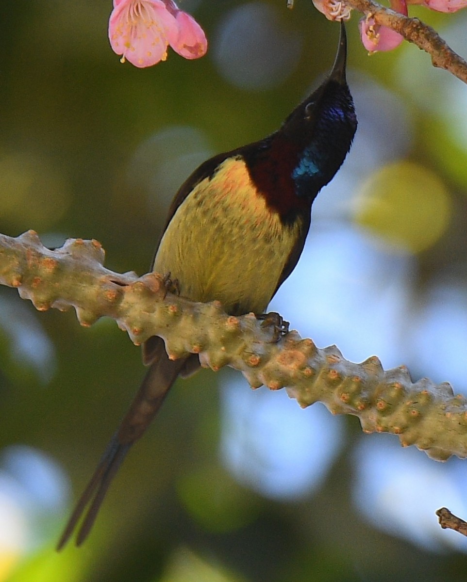 ムナグロタイヨウチョウ - ML525643171