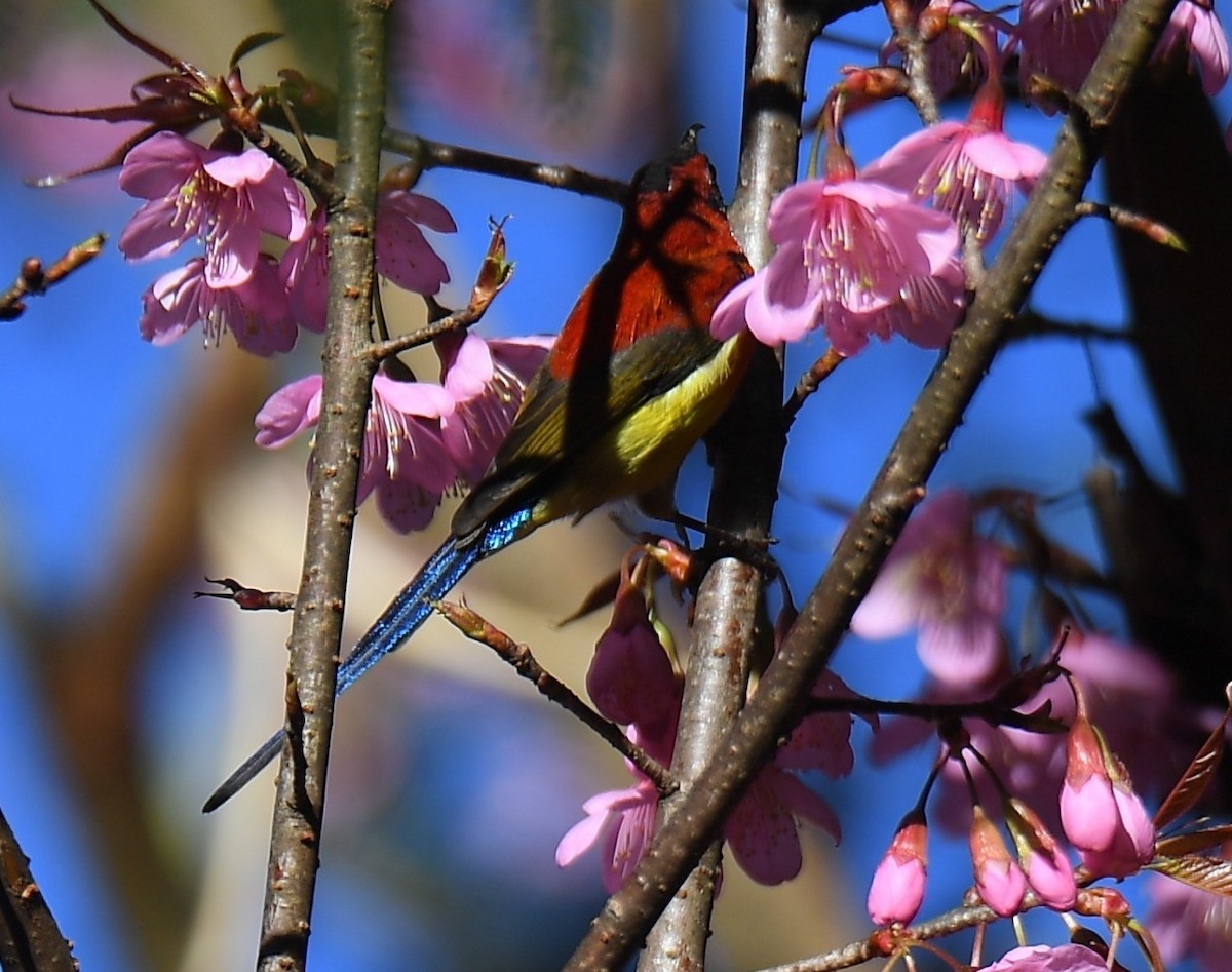 Mrs. Gould's Sunbird - ML525643361