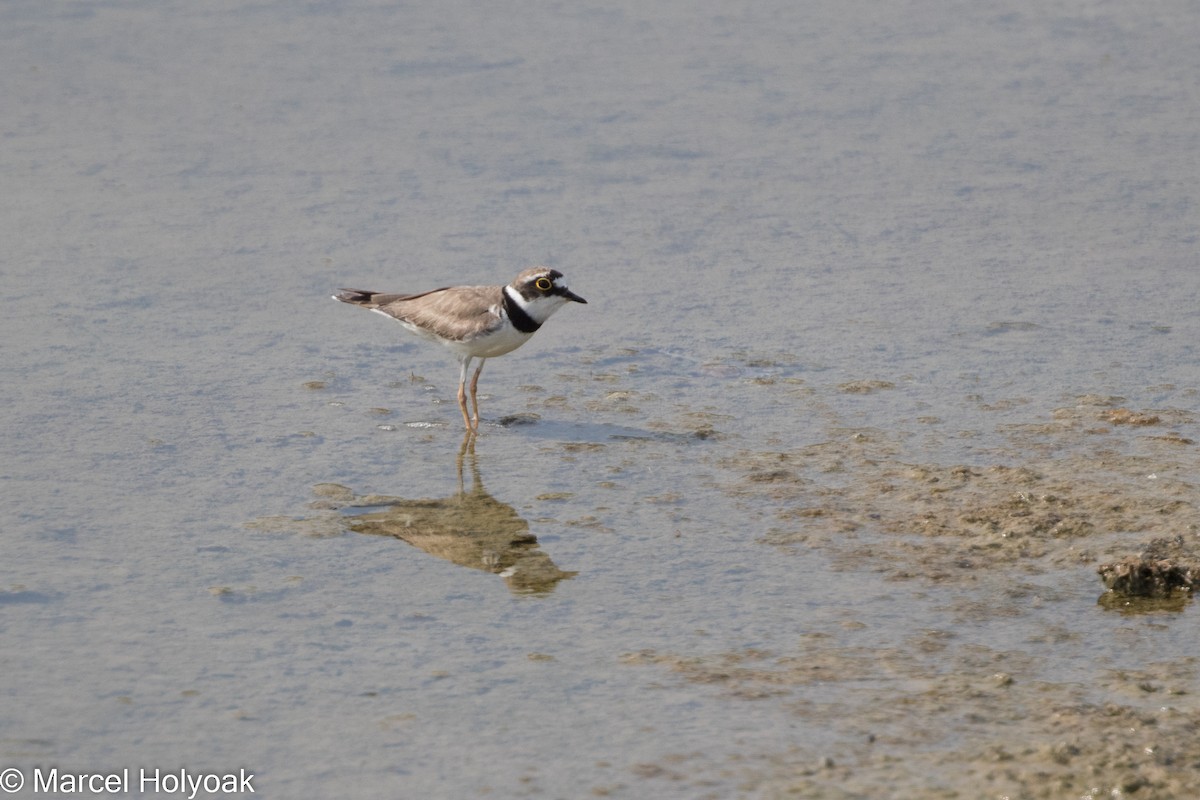 Little Ringed Plover - ML525645401