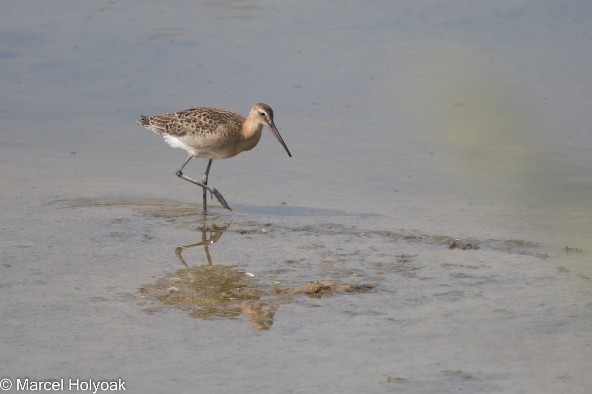 Black-tailed Godwit - Marcel Holyoak