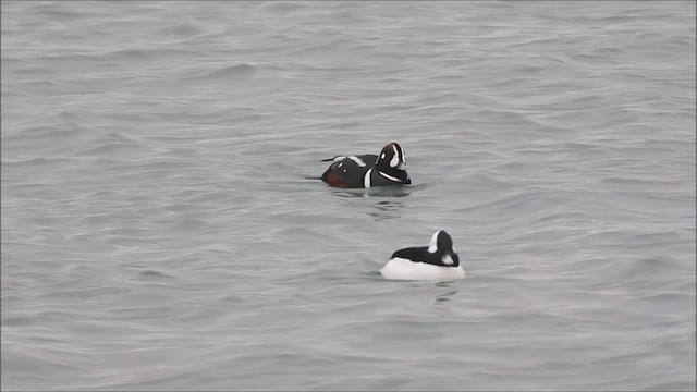 Harlequin Duck - ML525646391