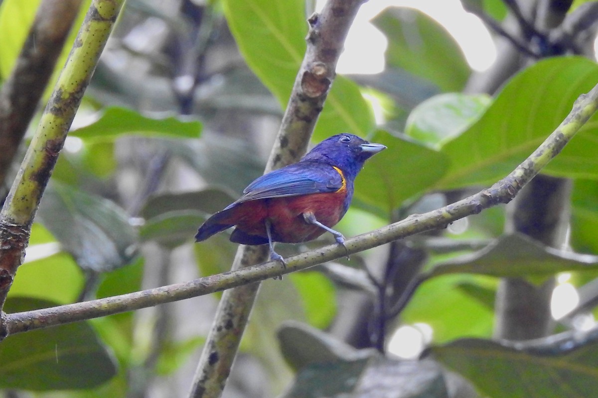 Chestnut-bellied Euphonia - ML525646451