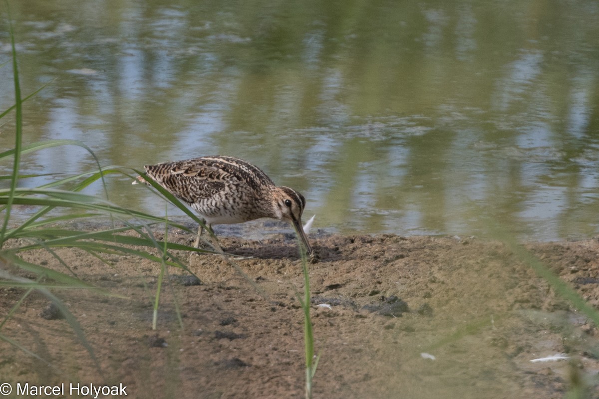 Common Snipe - ML525646481